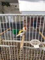 Grote Putters te koop en kooien en toebehoren