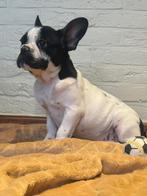 Franse Bulldog, Dieren en Toebehoren, België, 15 weken tot 1 jaar, CDV (hondenziekte), Teef