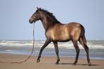 Knappe & eerlijke PRE hengst / ruin - 2,5 jaar, Dieren en Toebehoren, Gechipt, Niet van toepassing, 0 tot 2 jaar, Hengst