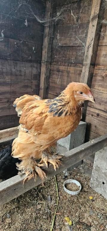 Brahma groothoender kuikens van 11 weken