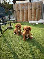 Prachtige cavapoo pups, België, Overige rassen, CDV (hondenziekte), 8 tot 15 weken