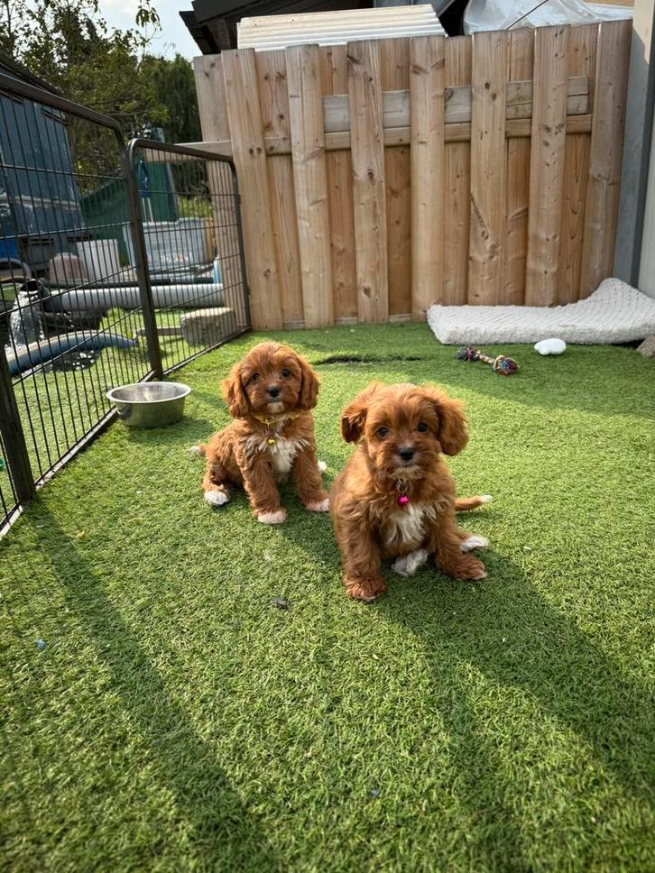 Prachtige cavapoo pups, Dieren en Toebehoren, Honden | Chihuahua's en Gezelschapshonden, Meerdere dieren, Overige rassen, Fokker | Professioneel