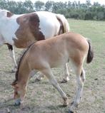 Zeer mooie chique Ibero friese veulens/jonge paarden, Dieren en Toebehoren, Hengst