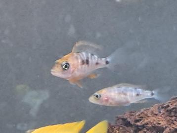 Aulonocara sunset heel mooie zoetwatervis!!, Dieren en Toebehoren, Vissen | Aquariumvissen, Zoetwatervis