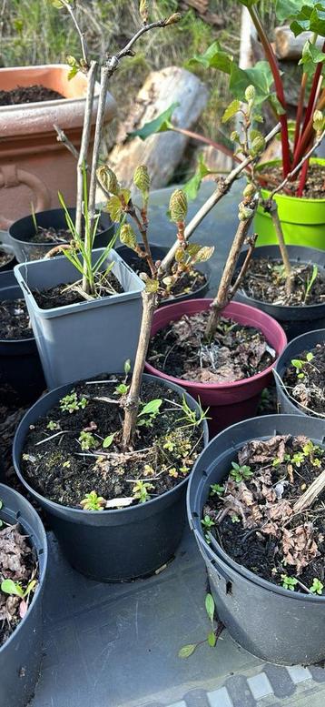 Vigne beschikbaar voor biedingen
