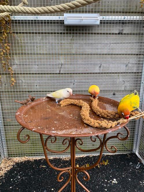 Vogels, Dieren en Toebehoren, Vogels | Parkieten en Papegaaien, Tam