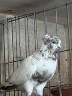 Iraanse duiven, Dieren en Toebehoren