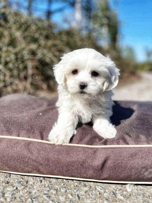Maltezer pupjes bij ons geboren,100%Belgisch,100%geluk, Dieren en Toebehoren, Honden | Chihuahua's en Gezelschapshonden, Meerdere dieren