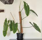 Philodendron paraiso verde, Maison & Meubles, Plantes d'intérieur, Enlèvement ou Envoi