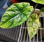 Alocasia sinuata aurea knolletje M, Huis en Inrichting, Ophalen of Verzenden