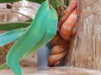 1.1 Corallus hortulanus (kan met compleet terrarium), Slang, Met terrarium, 0 tot 2 jaar