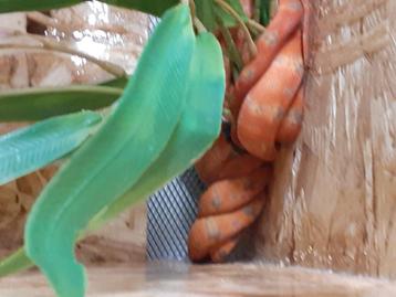 1.1 Corallus hortulanus (kan met compleet terrarium) beschikbaar voor biedingen