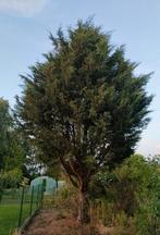 Hout na zagen boom, Ophalen, Overige houtsoorten, Stammen