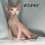 Sphynx chaton - à vendre (mâle), Animaux & Accessoires, Chat, Vermifugé, 0 à 2 ans