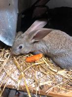 Koppel jonge wildkleurkonijnen, Dieren en Toebehoren, Konijnen, Meerdere dieren, Groot, 0 tot 2 jaar