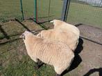 3 sterke mannelijke schapen te koop, Dieren en Toebehoren, Mannelijk, Schaap, 0 tot 2 jaar