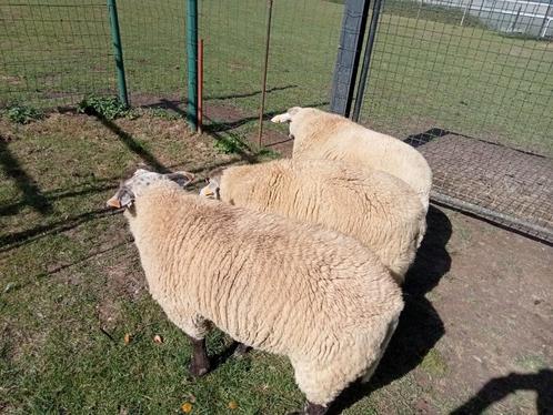 3 sterke mannelijke schapen te koop, Dieren en Toebehoren, Schapen, Geiten en Varkens, Schaap, Mannelijk, 0 tot 2 jaar