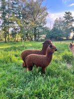 2 gedekte alpaca merries, Dieren en Toebehoren, Vrouwelijk