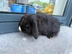 Minilop konijntje, Animaux & Accessoires, Lapins