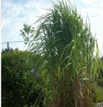 Siergras, Tuin en Terras, Planten | Tuinplanten, Ophalen