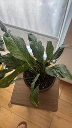 Spathiphyllum Diamond Variegata 35 x 30 cm, Ophalen