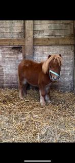 Poulain entiers shetlands, Dieren en Toebehoren, Pony's, Recreatiepony, 0 tot 2 jaar