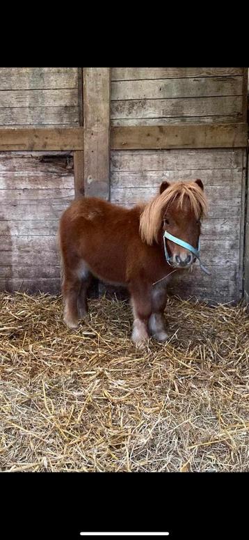 Poulain entiers shetlands disponible aux enchères