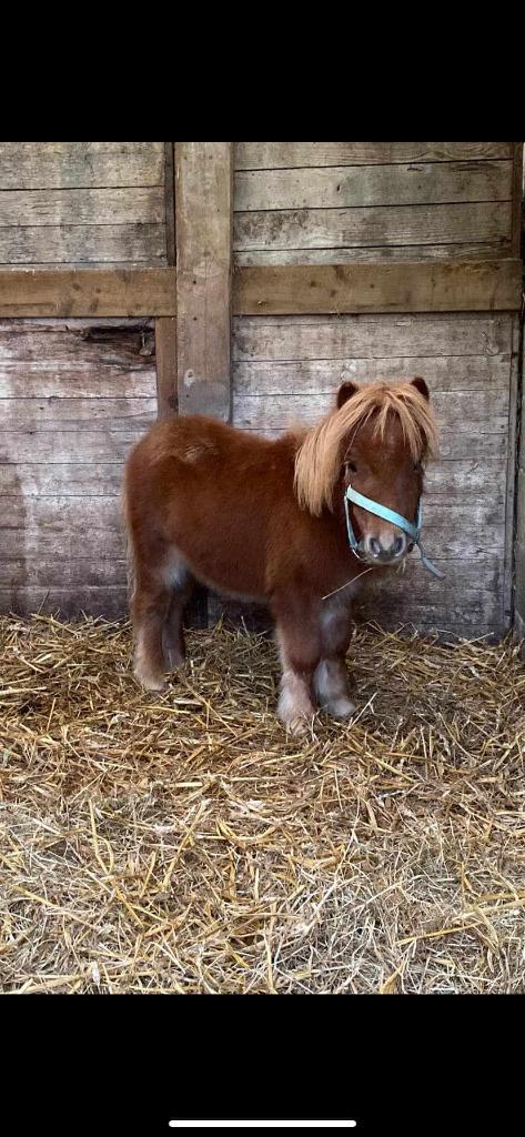 Poulain entiers shetlands, Animaux & Accessoires, Poneys, Poney de récréation, 0 à 2 ans