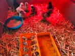 Usa zijdehoen kuikens, Meerdere dieren, Kip