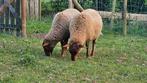 3 Ardeense Voskop lammeren, Meerdere dieren, Schaap, 0 tot 2 jaar