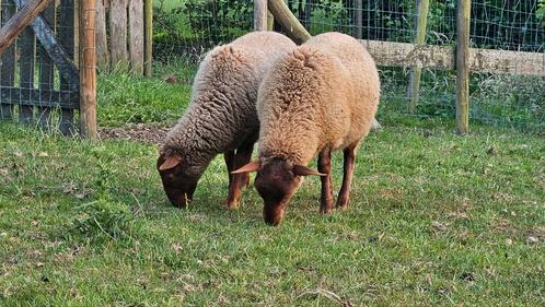 3 Ardeense Voskop lammeren, Dieren en Toebehoren, Schapen, Geiten en Varkens, Schaap, Meerdere dieren, 0 tot 2 jaar