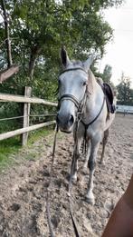 Halve stal gezocht, Dieren en Toebehoren, Paarden, Ruin