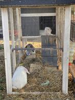 Hangoorkonijntjes, Dieren en Toebehoren, Meerdere dieren