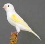 GEZOCHT: 2 geel mozaiek poppen, Dieren en Toebehoren, Vogels | Kanaries