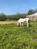 Vandaag op te halen! Leuke schimmel ruin van 14 jaar, Dieren en Toebehoren, Paarden, Ruin