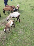 Schapen Kameroen black belly, Dieren en Toebehoren, Schapen, Geiten en Varkens, Meerdere dieren, Schaap, 0 tot 2 jaar