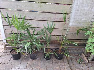 Trachycarpus fortunei (winterhard) palmbomem beschikbaar voor biedingen