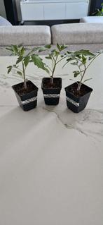 Middentomaat "Saboyskaja Scudo" (plant), Verzenden, Eenjarig