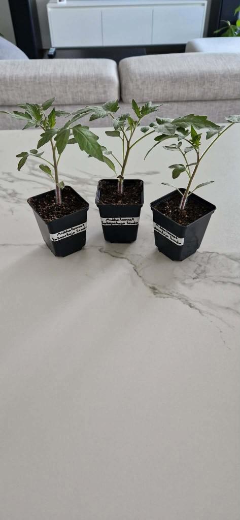 Middentomaat "Saboyskaja Scudo" (plant), Tuin en Terras, Planten | Tuinplanten, Eenjarig, Verzenden