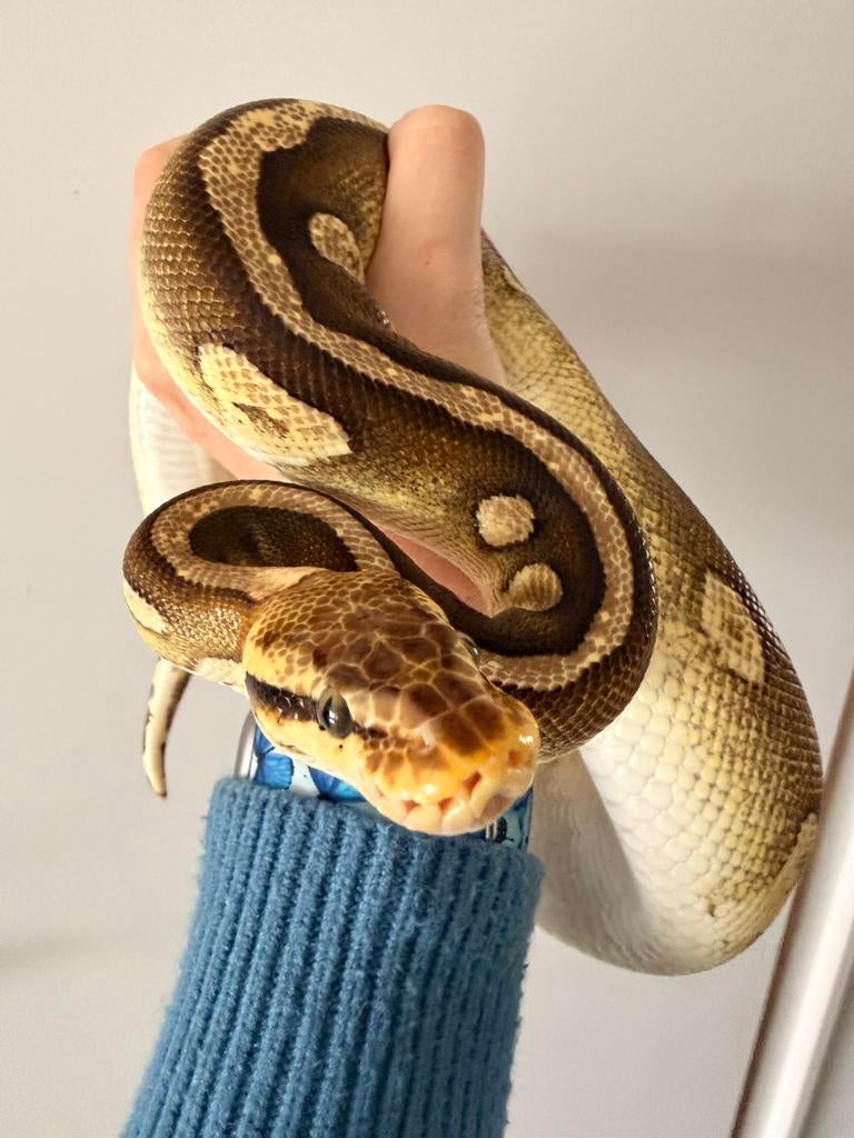 0.1 Mooie rustige balpython, Dieren en Toebehoren, Slang