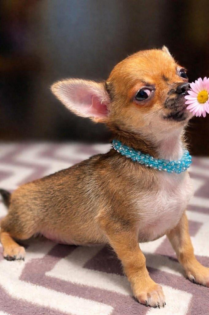 Chihuahua-pups mooi mini raszuiver zeer mooi kleintjes, Dieren en Toebehoren, Honden | Chihuahua's en Gezelschapshonden, België