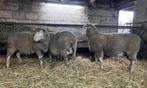 Moutons à vendre