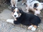 mooie border collie pups te koop, Colley, Plusieurs, Hépatite contagieuse (maladie de Rubarth), Belgique