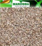 Herbe résineuse (culture) 500g - Manitoba, Enlèvement