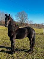 Friese hengst, Étalon