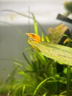 Yellow Neocaridina golden back shrimp, Kreeft, Krab of Garnaal, Zoetwatervis
