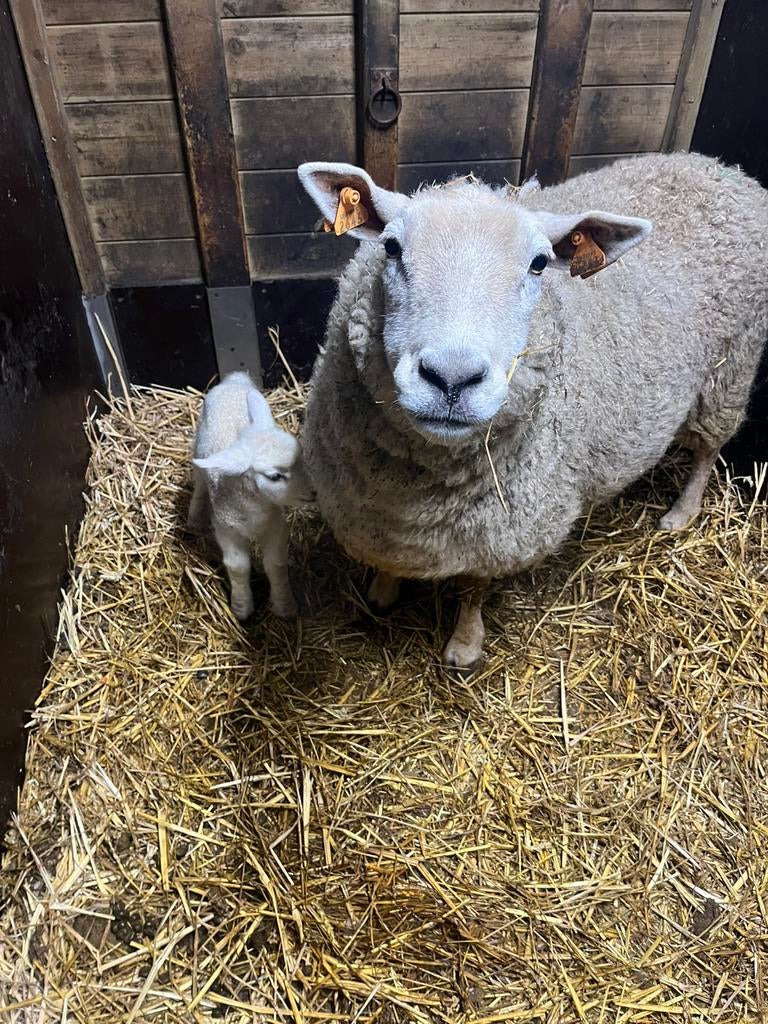 Ooi met ooilam, Dieren en Toebehoren