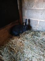 Voedster 3.5 maanden oud, Dieren en Toebehoren, Konijnen