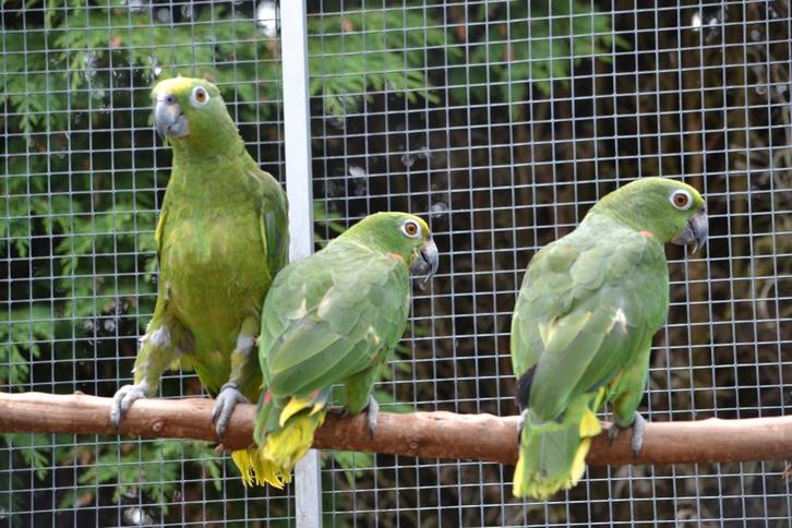 Surinaamse Geelvoorhoofd-amazone-papegaaien., Dieren en Toebehoren, Vogels | Parkieten en Papegaaien, Papegaai, Mannelijk, Geringd