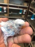 Blauw bond dwergpapegaai, Dieren en Toebehoren